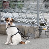 LOCKness Geschirr Gr. S und Leine an Parson Russell Terrier